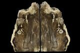 Petrified Wood Bookends - Oregon #117227-1